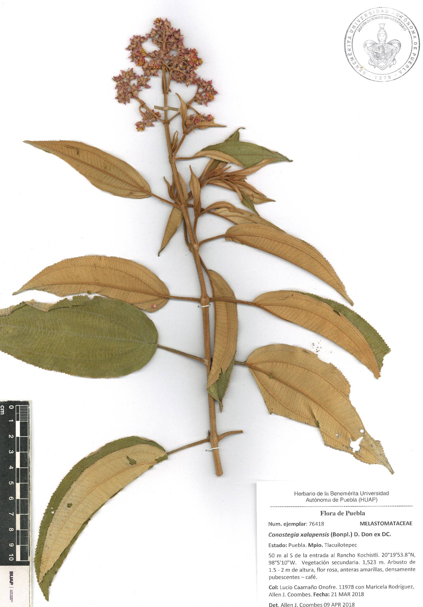 Miconia xalapensis image