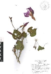 Ipomoea orizabensis image