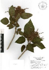 Heliocarpus donnellsmithii image