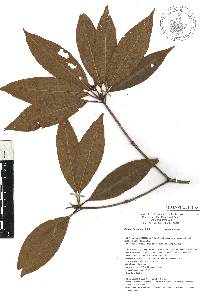 Illicium floridanum image