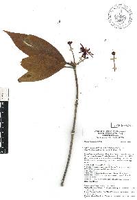 Illicium floridanum image