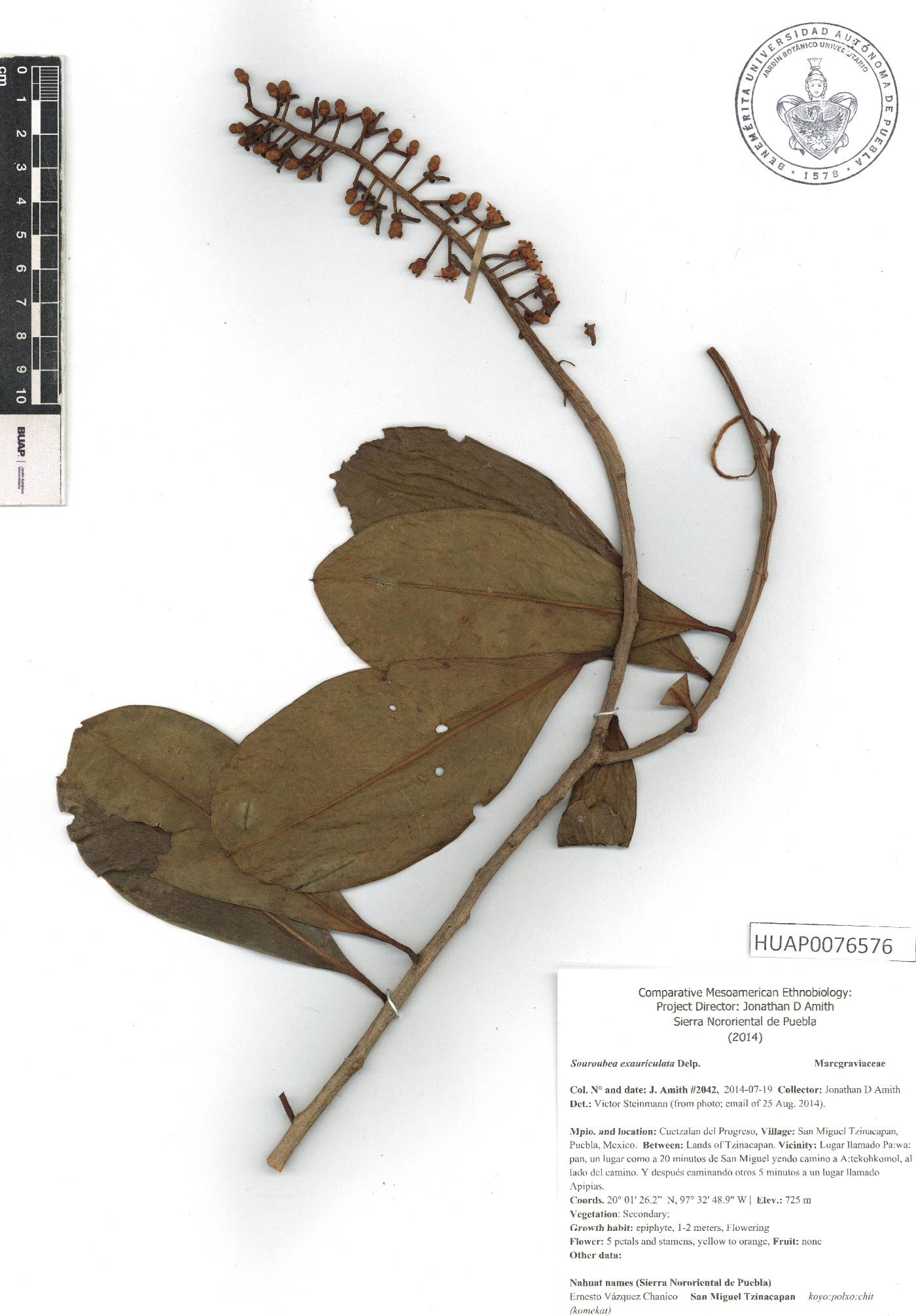 Souroubea exauriculata image