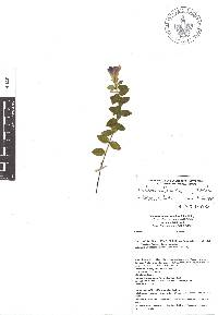 Gentiana ovatiloba subsp. ovatiloba image