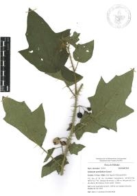 Solanum acerifolium image