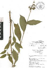 Tinantia erecta image