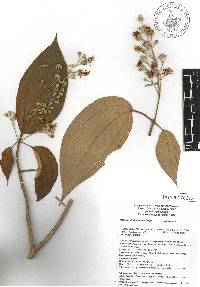 Miconia dodecandra image