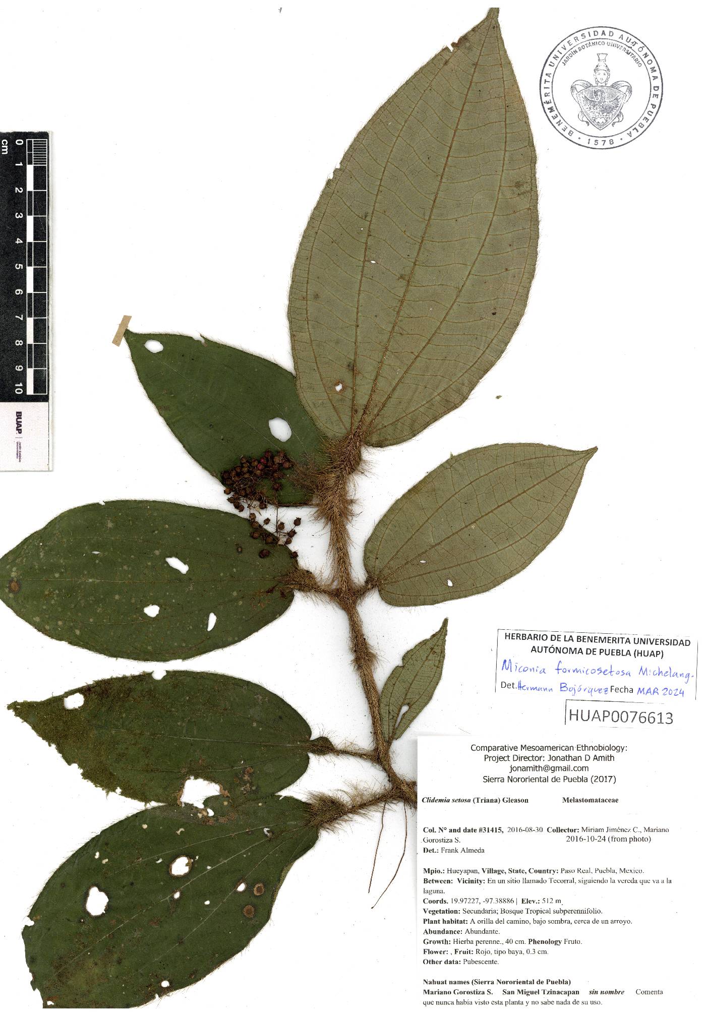 Miconia formicosetosa image