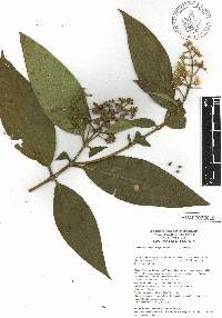 Miconia ibaguensis image