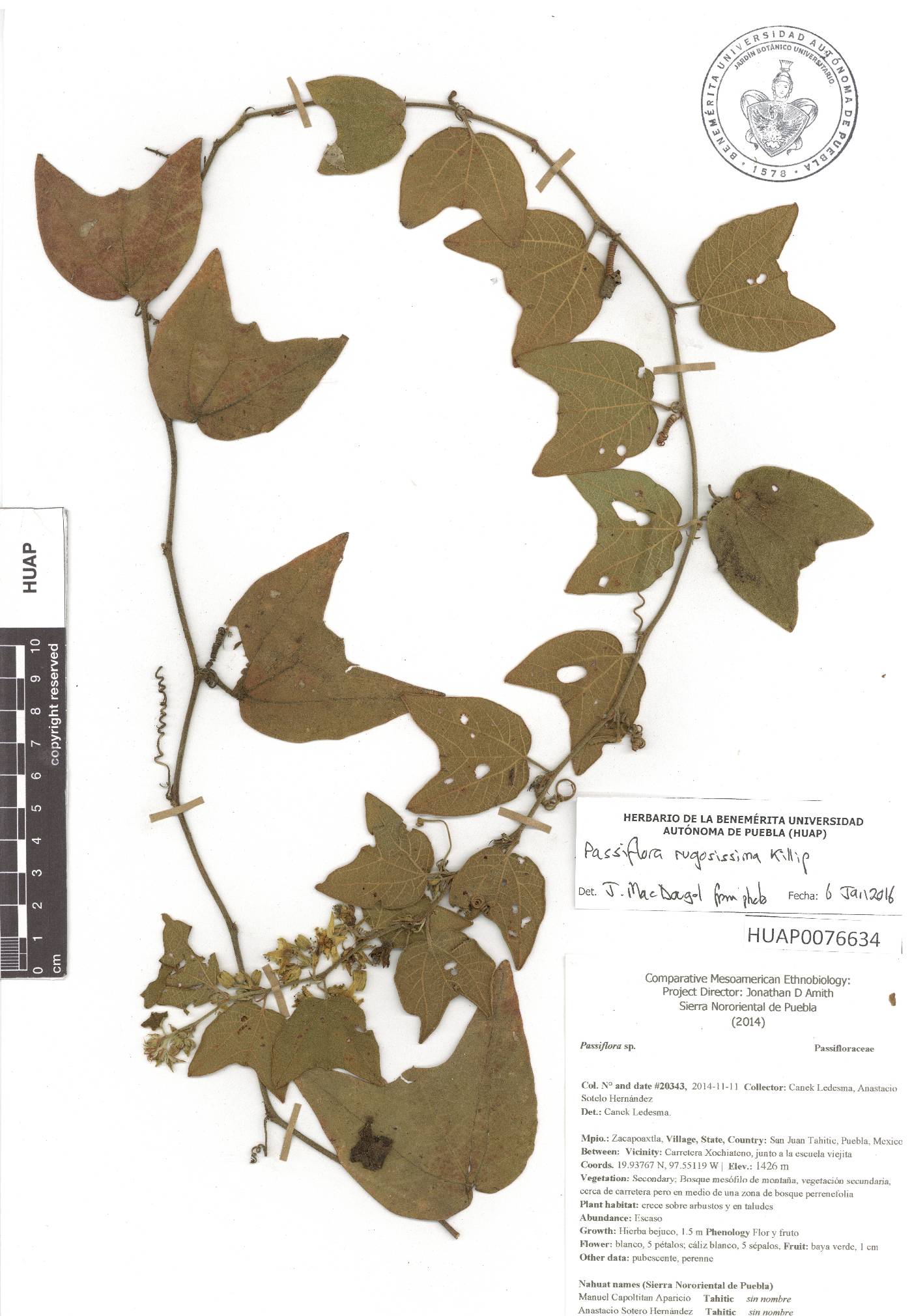 Passiflora rugosissima image