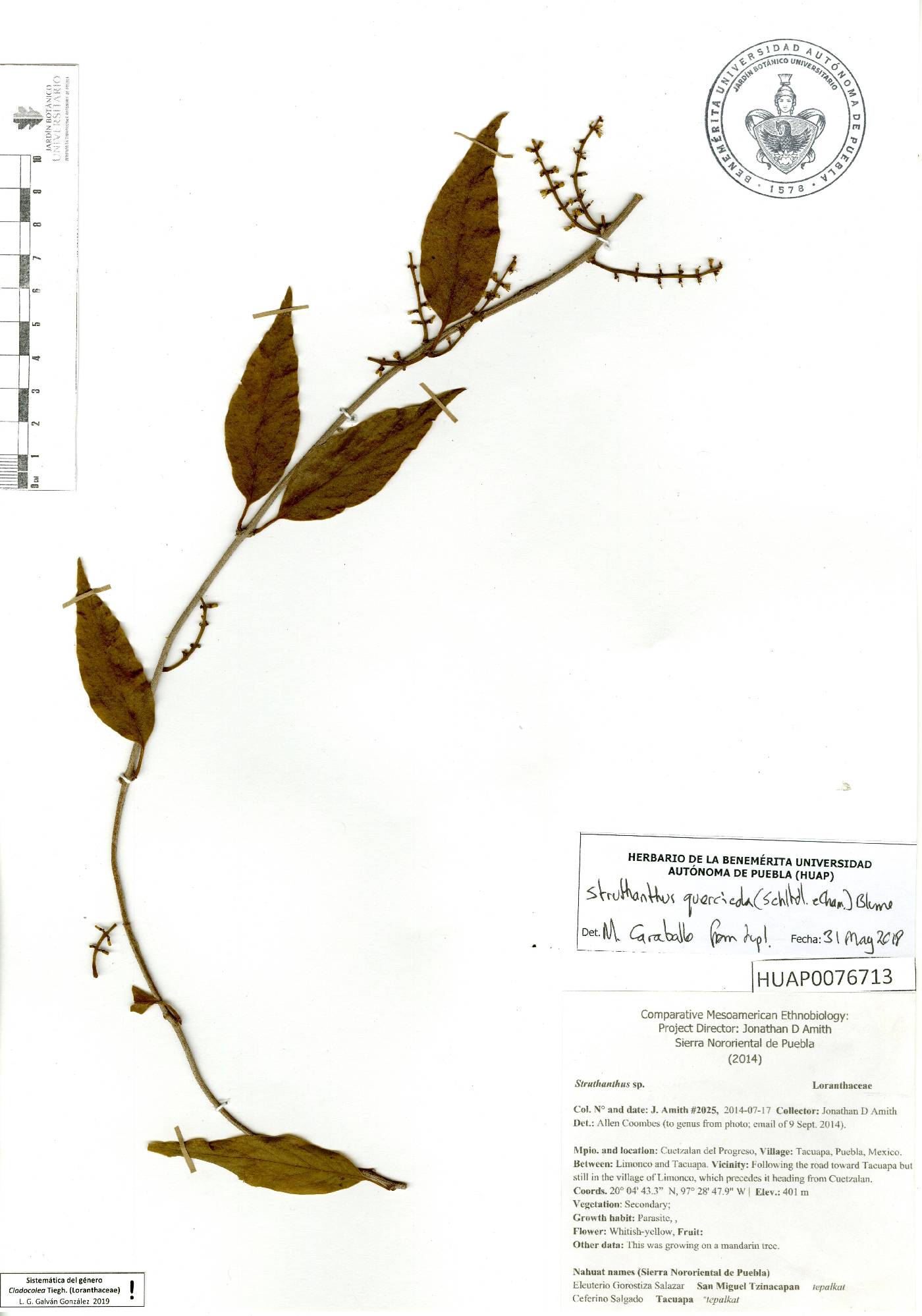 Struthanthus crassipes image