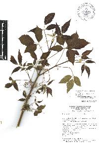 Acer negundo subsp. mexicanum image