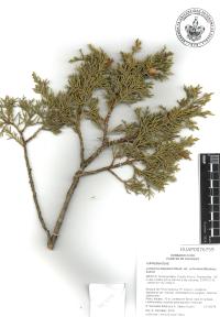 Juniperus deppeana image