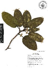 Arbutus madrensis image