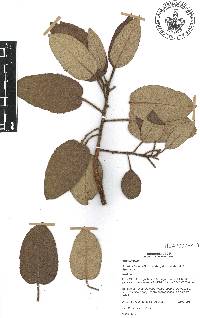 Arbutus bicolor image