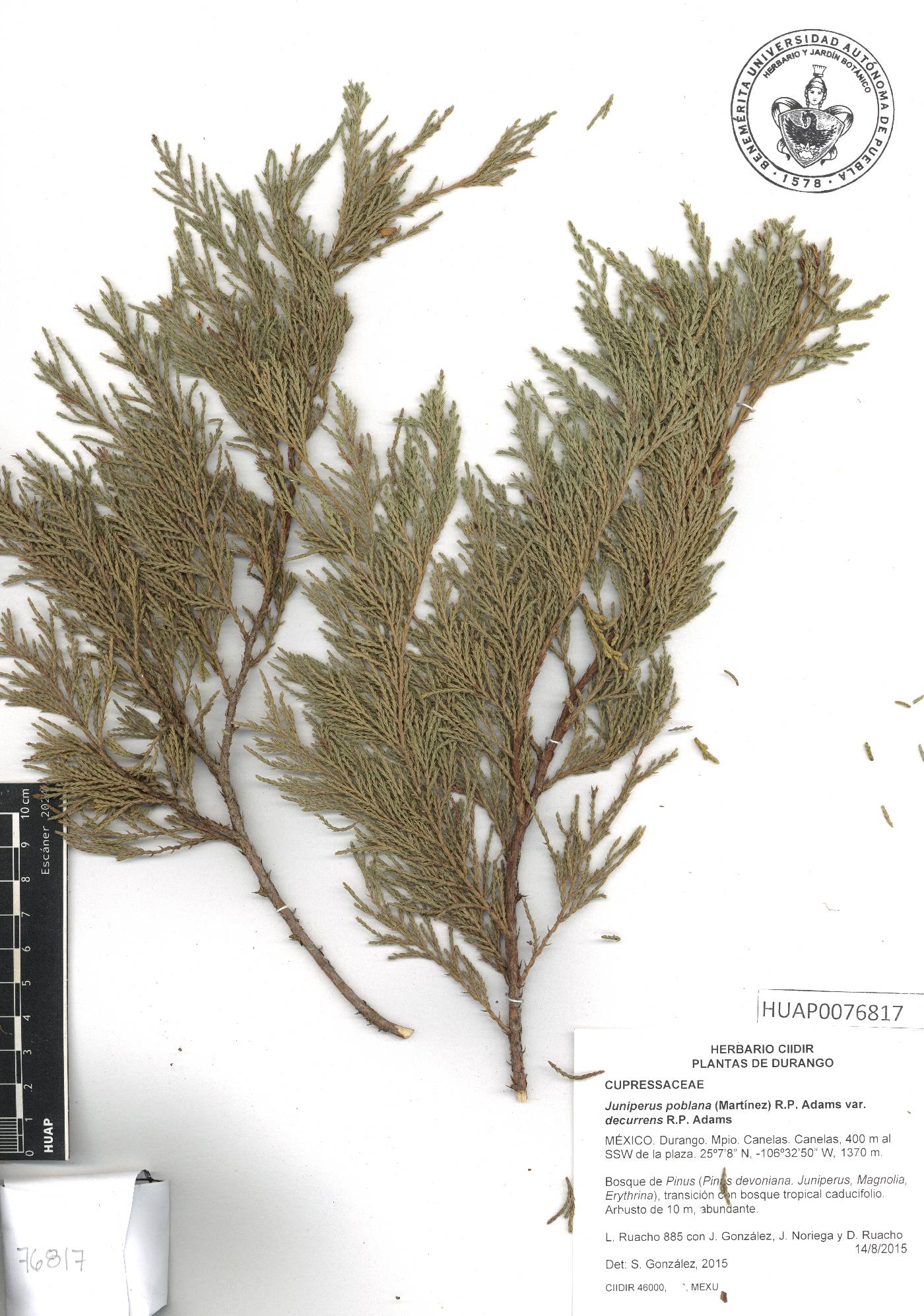 Juniperus poblana image