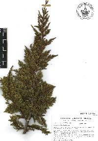 Juniperus standleyi image