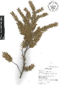 Pseudotsuga menziesii image