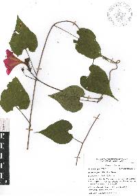 Ipomoea funis image