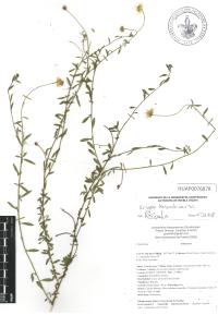 Erigeron karvinskianus image