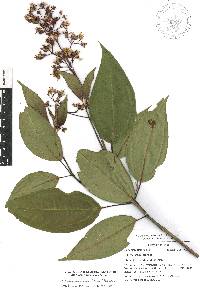 Miconia mexicana image