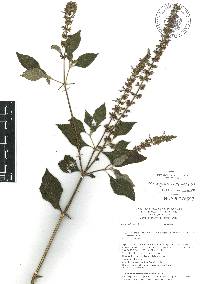 Salvia longispicata image