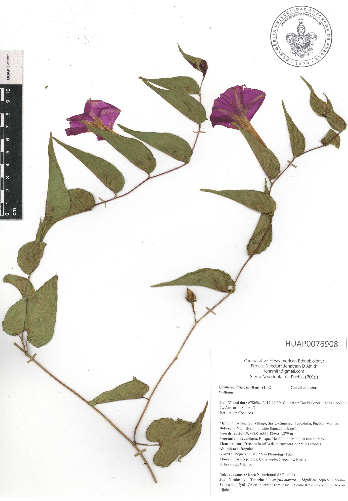 Ipomoea dumosa image