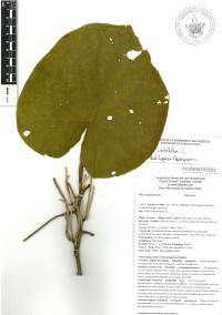 Lepianthes peltata image