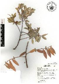 Vaccinium stenophyllum image