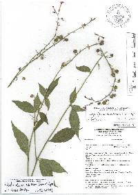 Lobelia alanae image