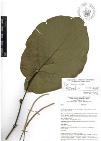 Piper auritum image