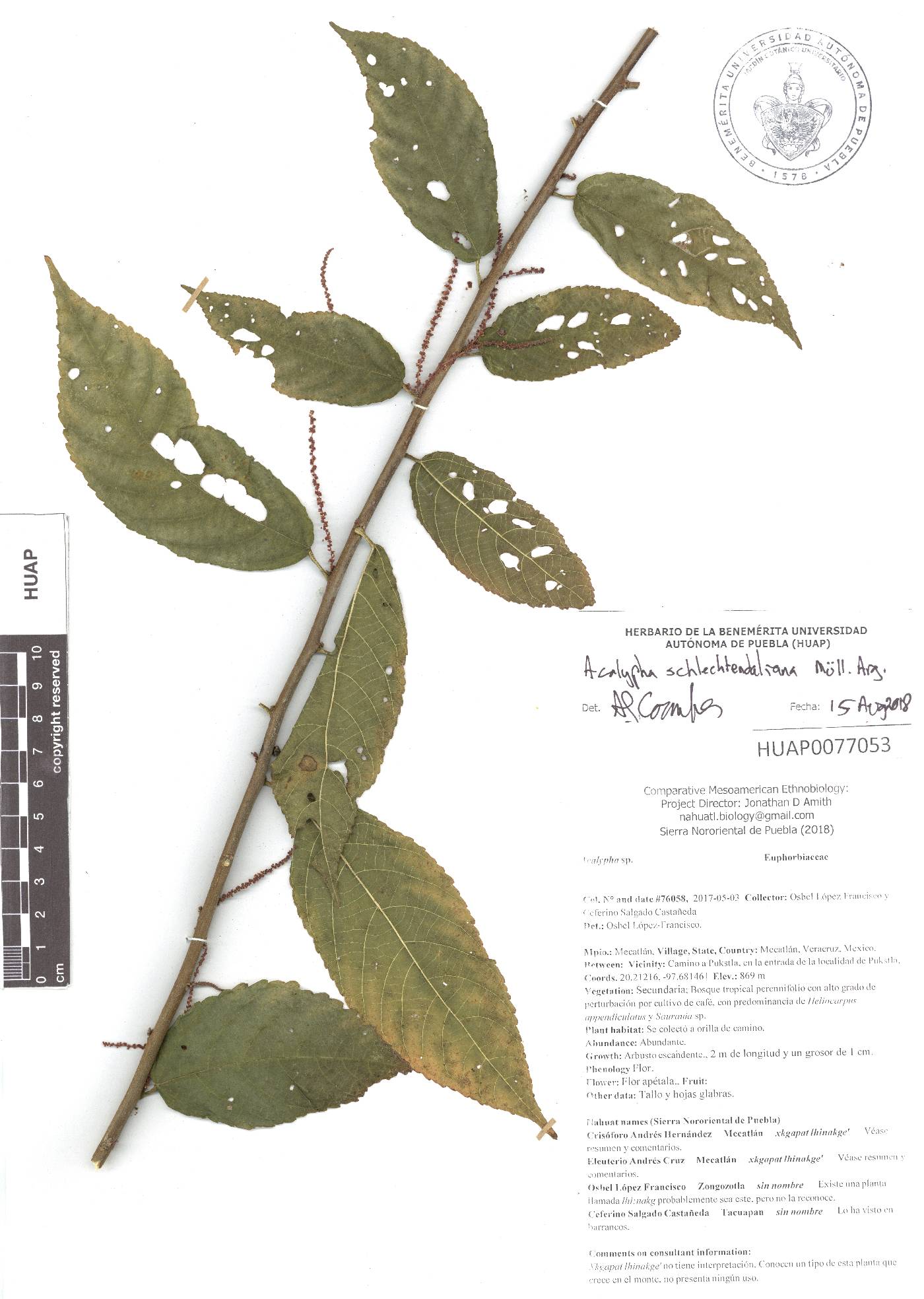 Acalypha schlechtendaliana image