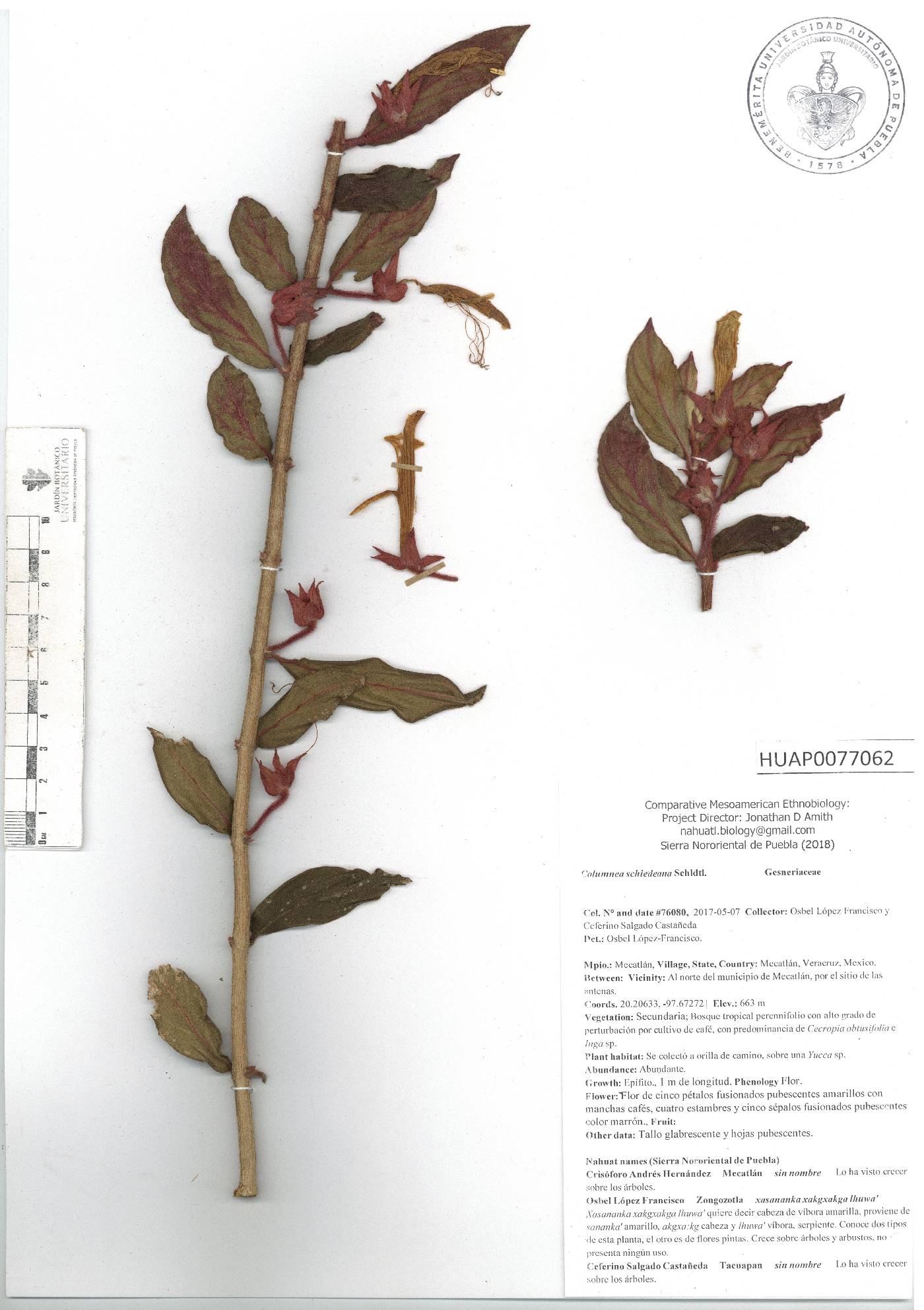 Columnea schiedeana image