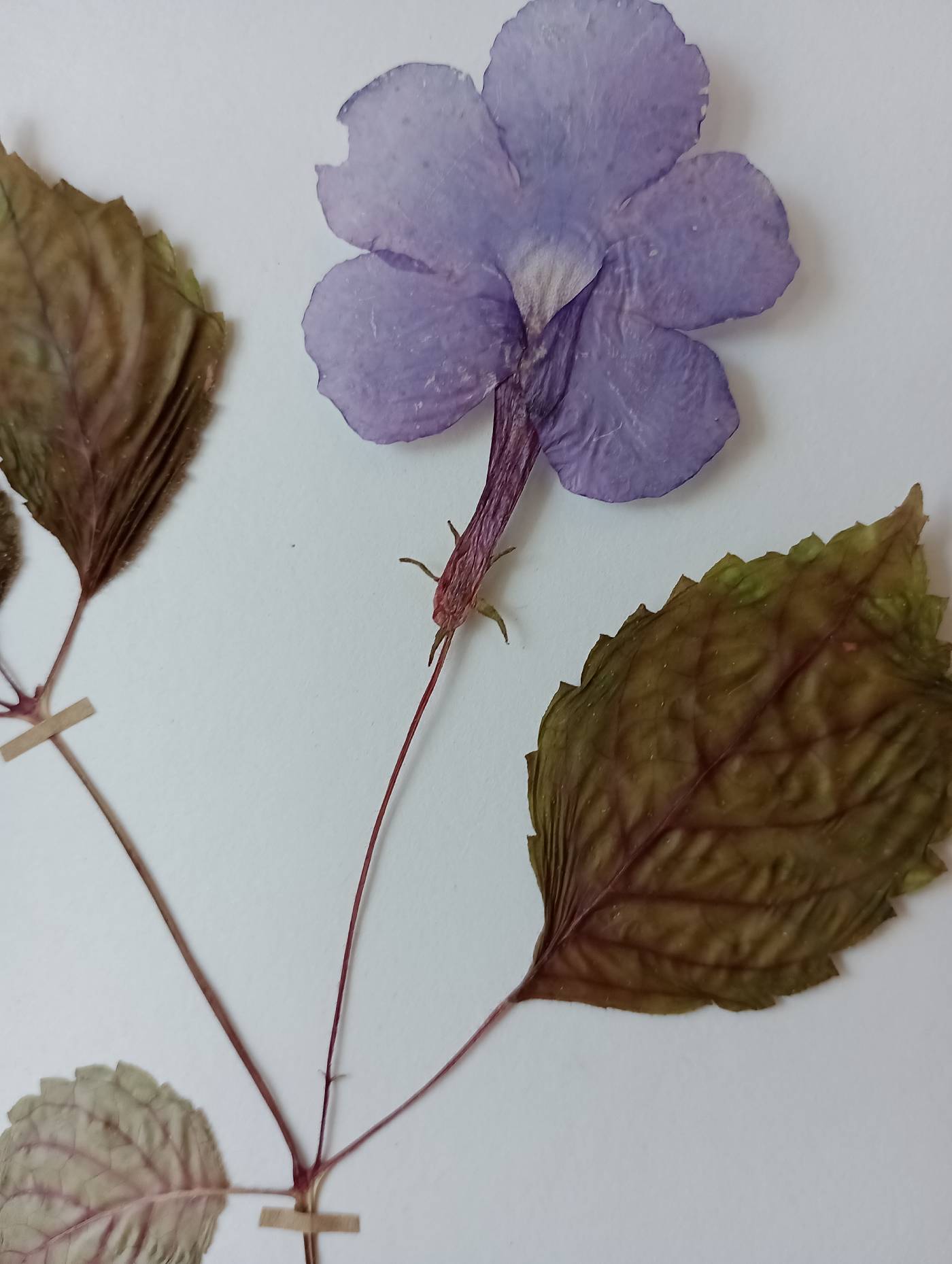 Achimenes grandiflora image