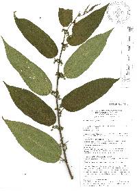 Trema micrantha image