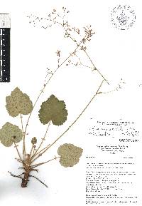 Heuchera mexicana var. mexicana image