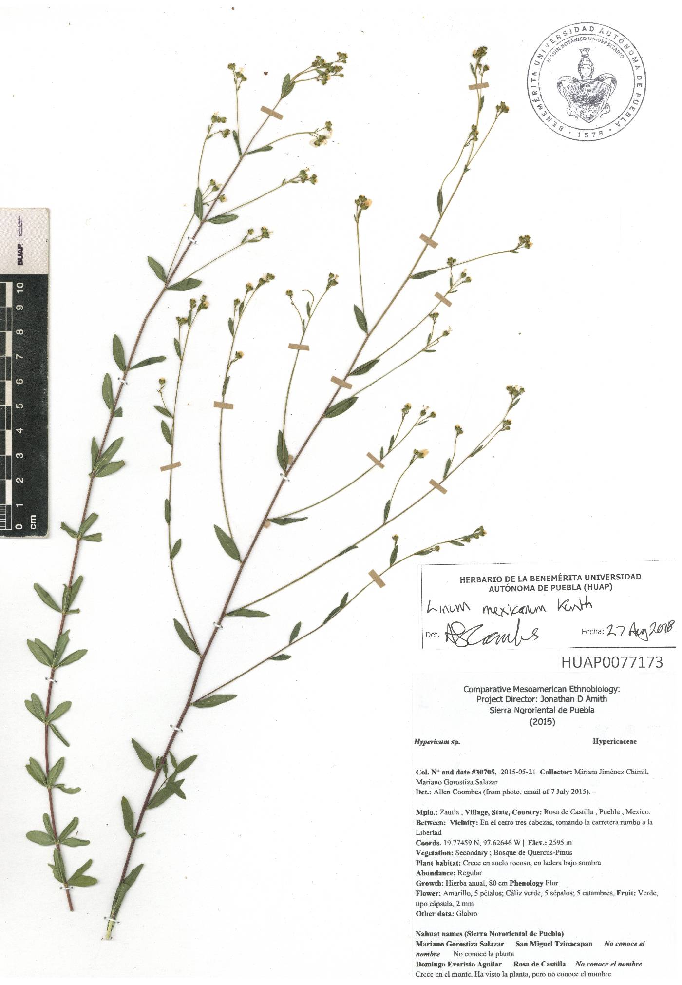 Linum mexicanum image