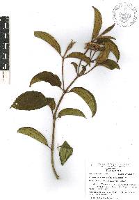 Miconia subhirsuta image