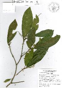 Croton rosarianus image