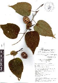 Passiflora hahnii image