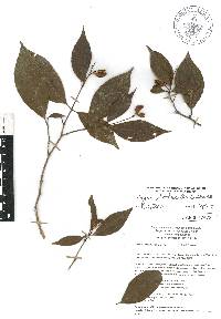 Rinorea guatemalensis image