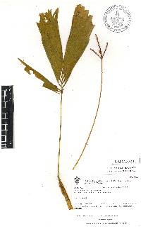 Reinhardtia gracilis image