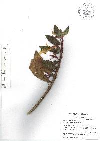 Columnea schiedeana image