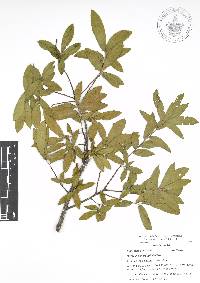 Quercus acherdophylla image