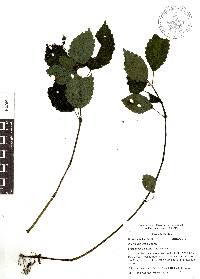 Pilea pubescens image