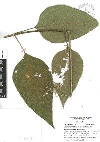 Critonia morifolia image