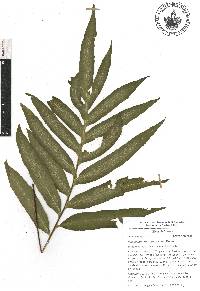 Polypodium rhachipterygium image