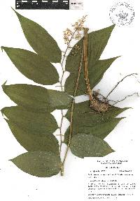 Maianthemum paniculatum image