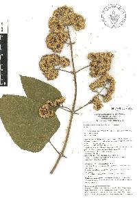 Critonia morifolia image