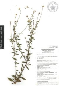 Erigeron karvinskianus image