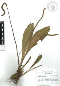 Plantago lanceolata image